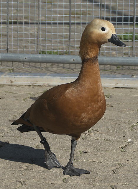 练更迭